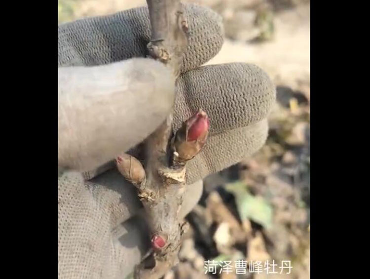 老芳纪牡丹.jpg
