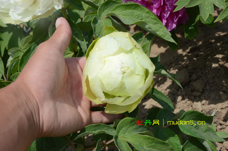 春柳牡丹花苞图片(10).jpg