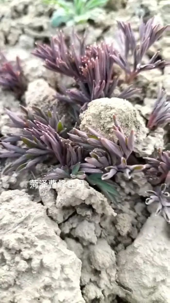 荷包牡丹发芽早还是芍药发芽早