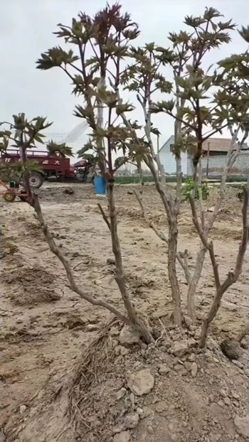 牡丹一朵花两个颜色叫什么？