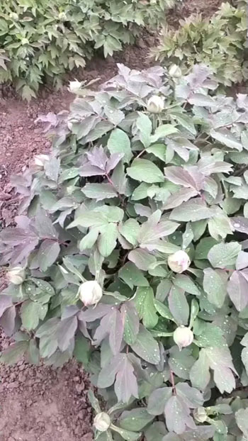菏泽的牡丹花现在有开的吗？