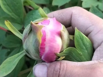 正宗观赏牡丹花苗的花苞什么样？