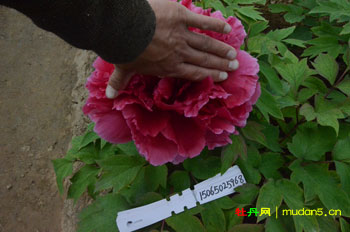 牡丹花王能开多大花朵？花王牡丹图片视频分享