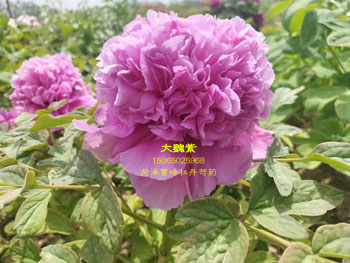 稀有名贵牡丹品种：大魏紫牡丹