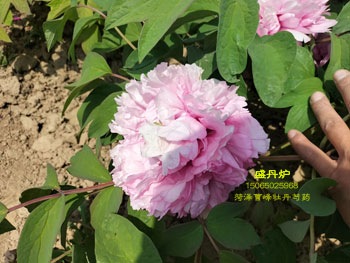 盛丹炉牡丹花图片视频欣赏