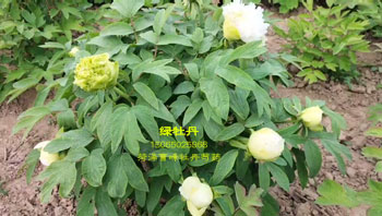 绿牡丹长什么样图片视频