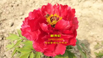 新芳纪牡丹花开视频