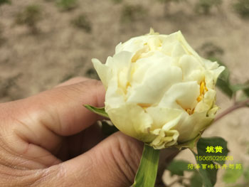 牡丹四大名品姚黄颜色黄吗？