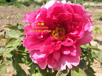 牡丹品种文海开花实拍