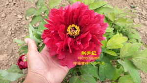 新芳纪牡丹价格贵吗？哪里可以买到？