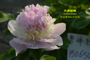 天使脸颊芍药，如此迷人！
