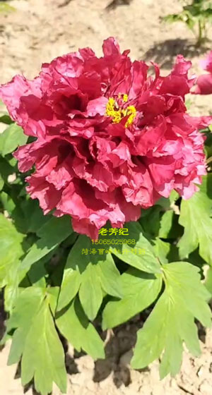 牡丹品种：老芳纪花开分享~