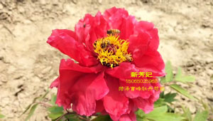 新芳纪和老芳纪是一个品种吗？