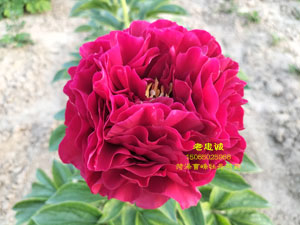 老忠诚芍药花开啥样的