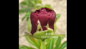 记录老忠诚芍药花开每个状态