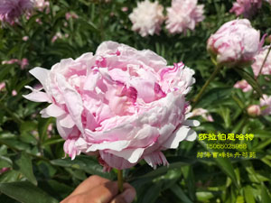 莎拉伯恩哈特芍药的颜色