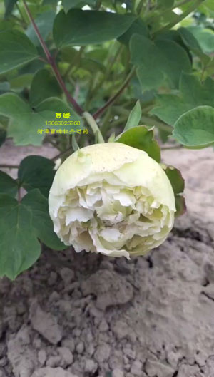 牡丹鉴赏 | 豆绿牡丹