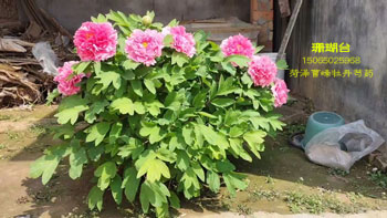 小院珊瑚台牡丹花开~