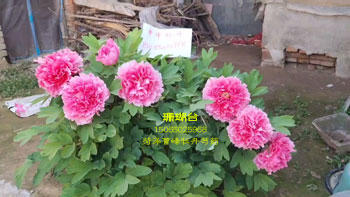 珊瑚台牡丹品种能开多大花