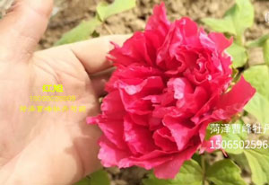 一个比较红艳的牡丹品种——红旭牡丹