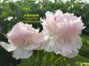 芍药花天使的脸颊，太爱了！