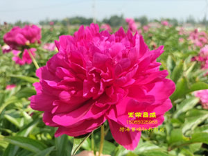 记录花开 | 芍药紫荣昌盛