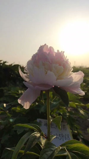 芍药鉴赏 | 天使脸颊芍药