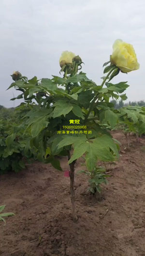 小独杆黄冠牡丹快开了
