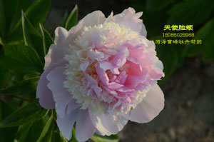 天使脸颊芍药为什么贵？