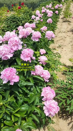 蓝富士芍药花太漂亮了，一起来欣赏~