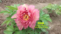芍药希拉里花期几天
