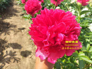 御前表演芍药品种介绍
