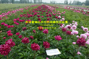 哪里能买到真正的芍药花苗