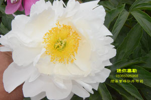 芍药季 | 迷你塞勒(Minnie Shaylor)