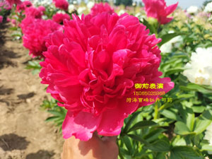 盛开的御前表演芍药花图片视频分享~
