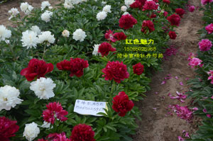 红色魅力芍药花大吗？花开实拍