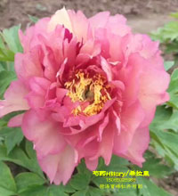 伊藤芍药希拉里好不好？