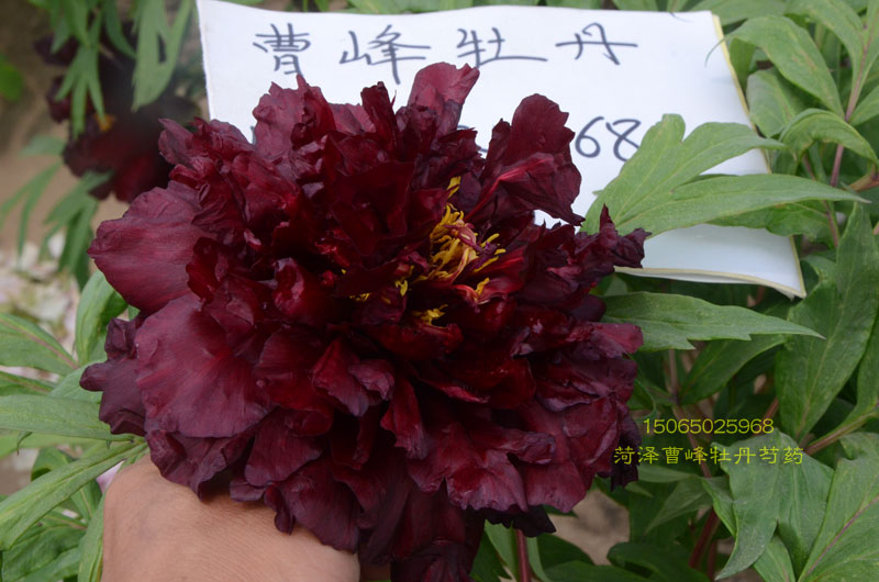 牡丹花苗05.jpg