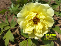 牡丹金色爱丽丝和黄冠#黄牡丹品种