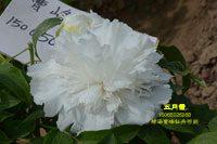 正品五月雪牡丹#菏泽牡丹#曹峰牡丹