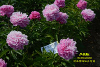 少女妆芍药图片及价格介绍