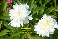芍药凤羽落金池图片实拍