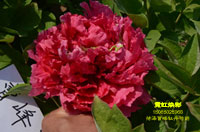 牡丹霓虹焕彩开花图欣赏