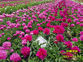国产芍药品种：红菱系金