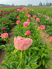 漂亮的芍药花图片（附春季花开视频）