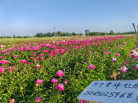 菏泽曹峰牡丹芍药苗圃电话号码多少