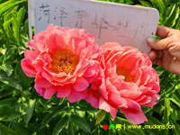 好养的芍药品种推荐：落日珊瑚芍药