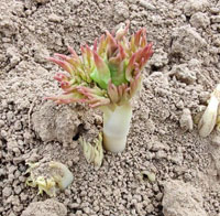 牡丹平茬后几年开花？