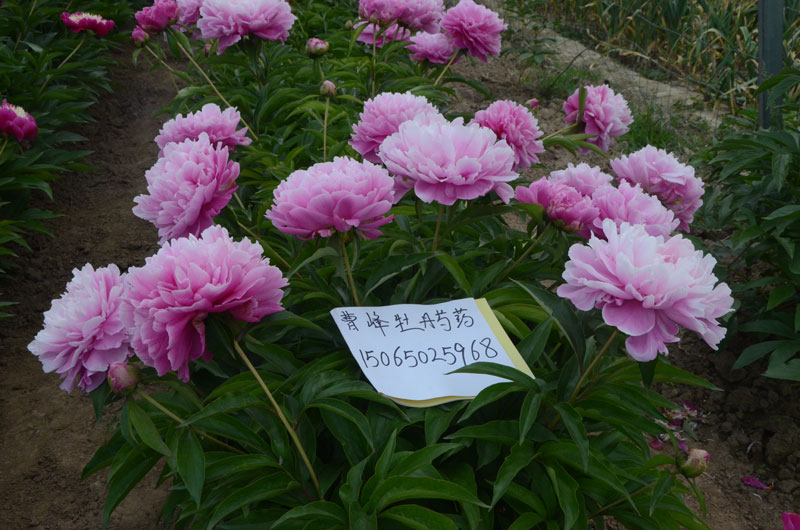 芍药花.jpg