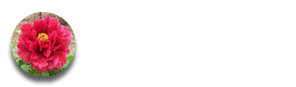 牡丹花